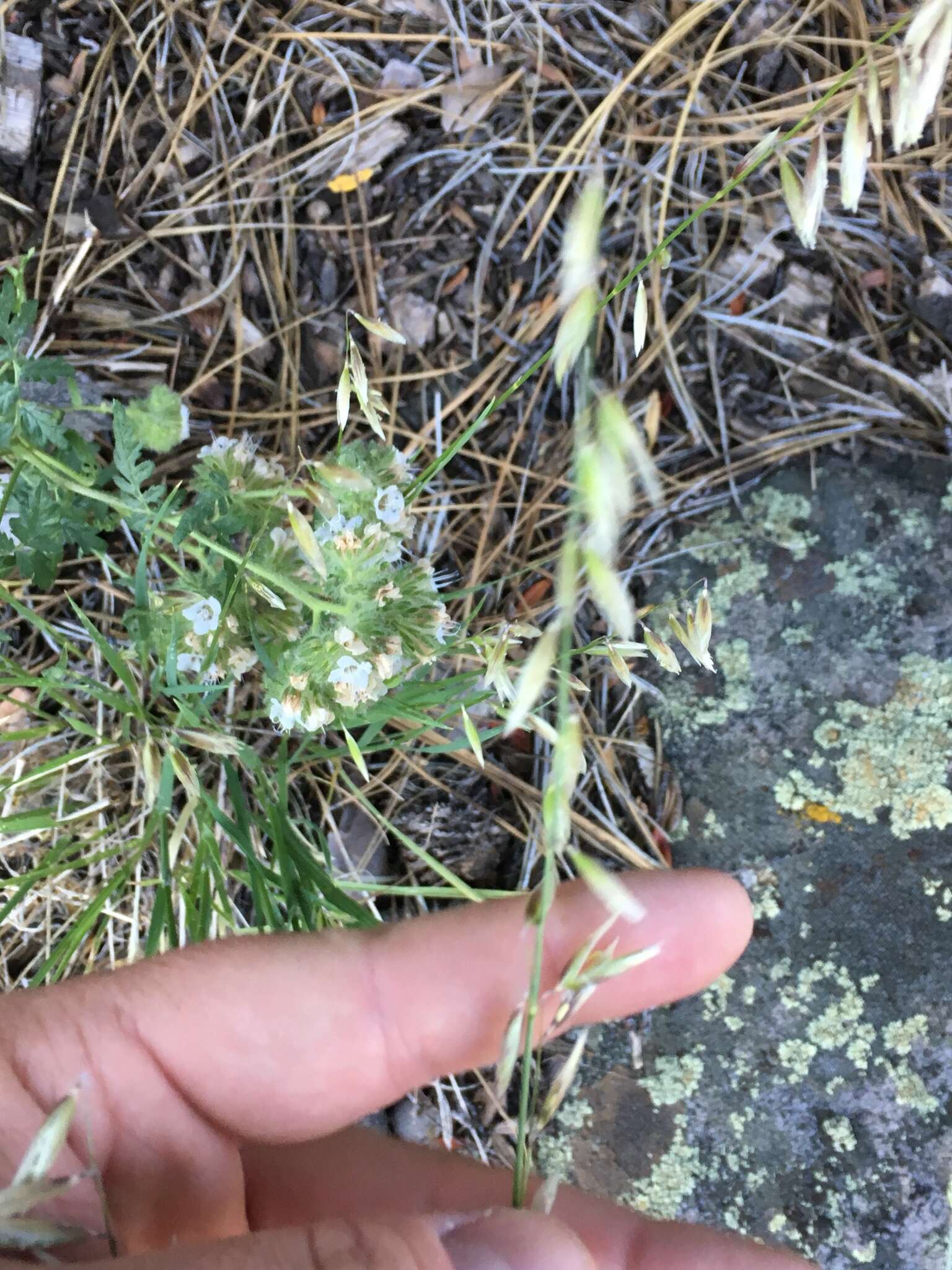 Melica stricta Bol. resmi