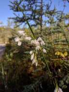 Image of Green-keeled cottongrass