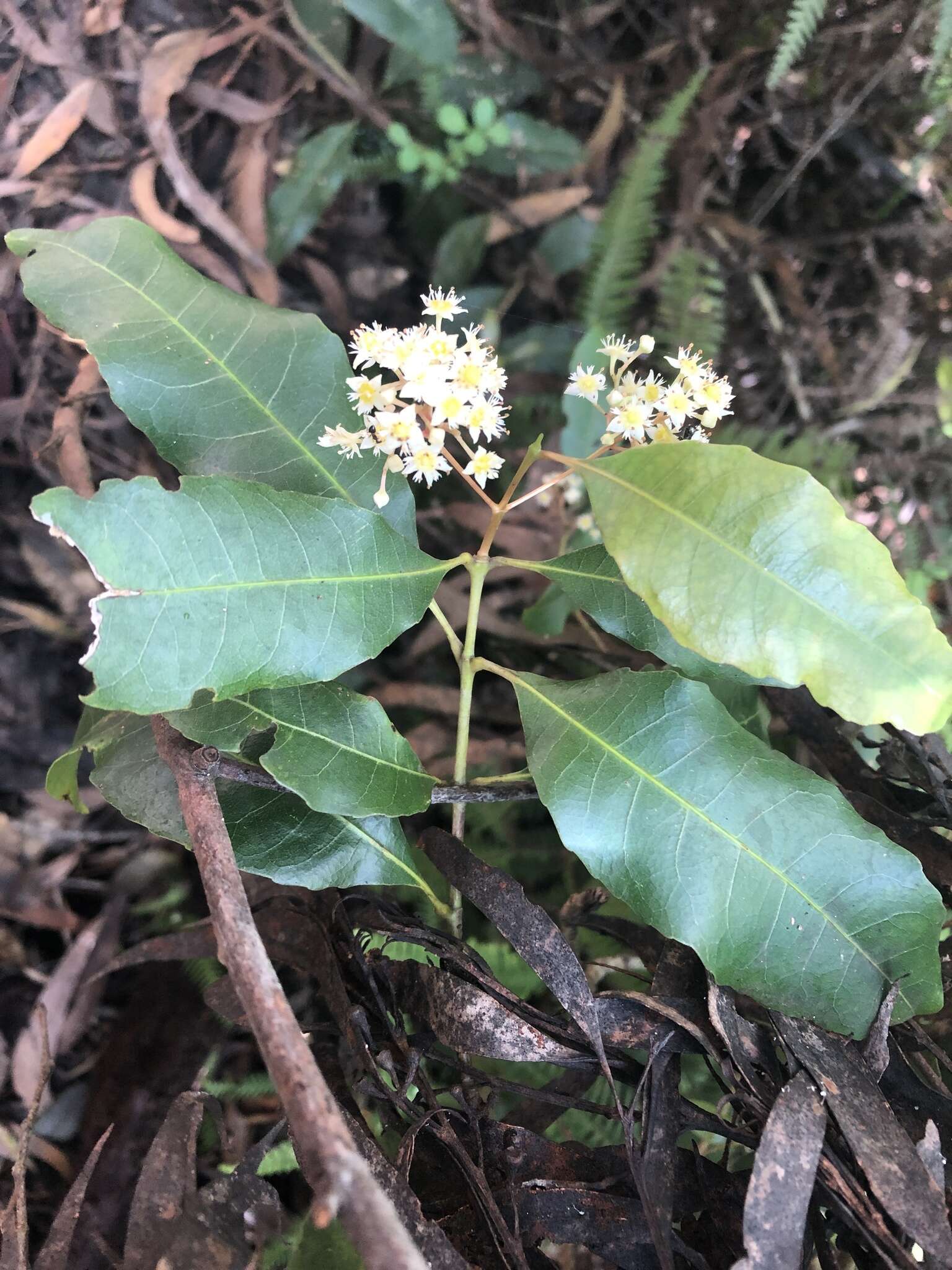 Слика од Schizomeria ovata D. Don