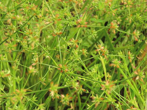 Juncus prismatocarpus subsp. leschenaultii (Gay ex Laharpe) Kirschner resmi