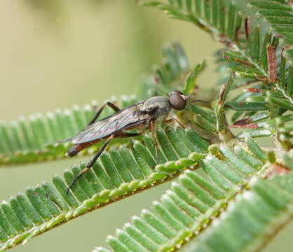 Image of Taenogerella elizabethae Winterton, Irwin & Yeates 1999