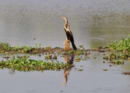 Image de Anhinga roux