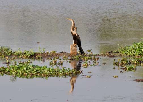 Image of Oriental Darter