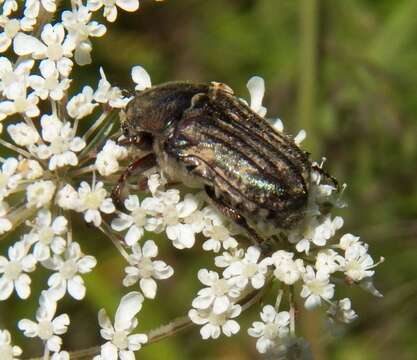 Image of Dark Flower Scarab