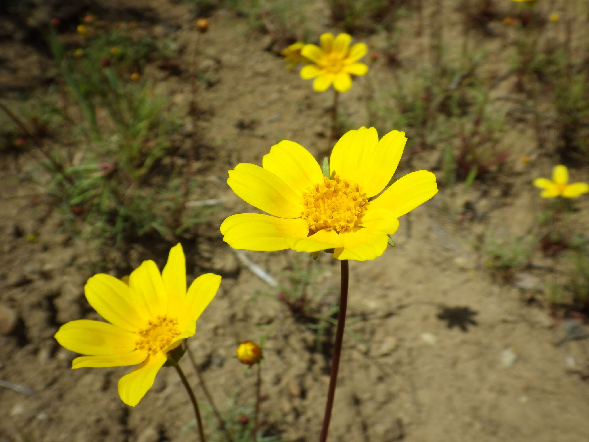 Image of Bigelow's tickseed