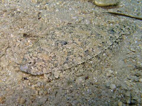 Image of Grohmann's Scaldfish