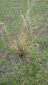 Imagem de Stipa lagascae Roem. & Schult.