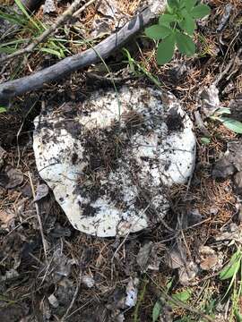 Image of giant clitocybe