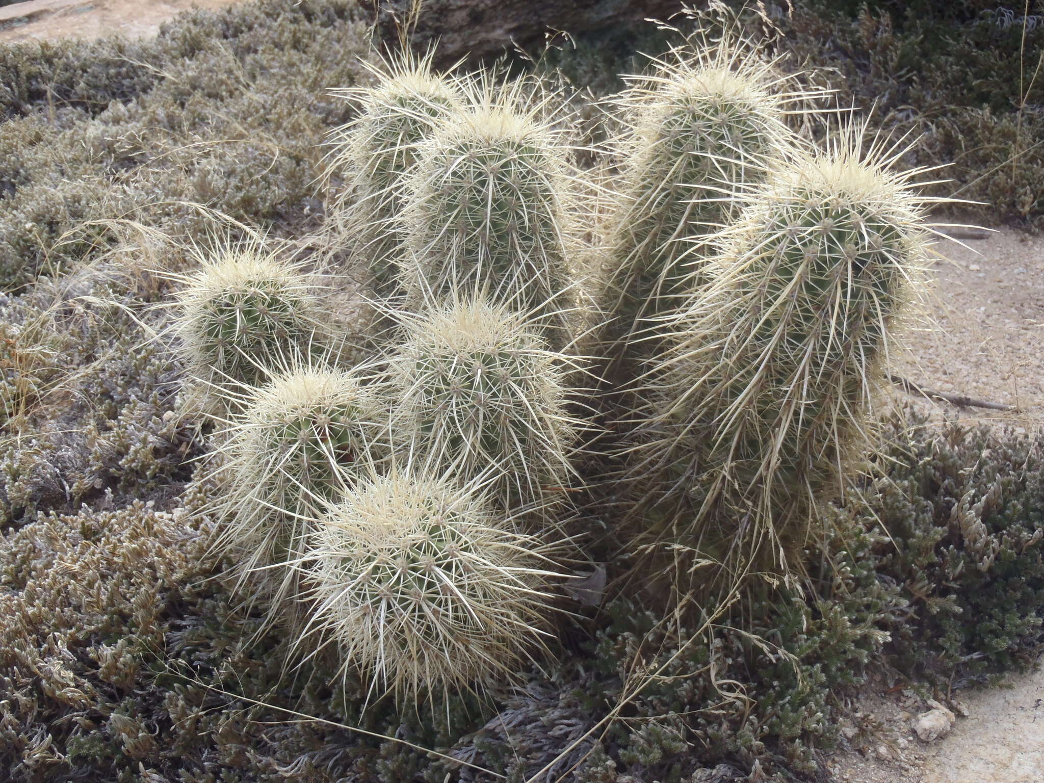 Image of Leding's Hedgehog Cactus