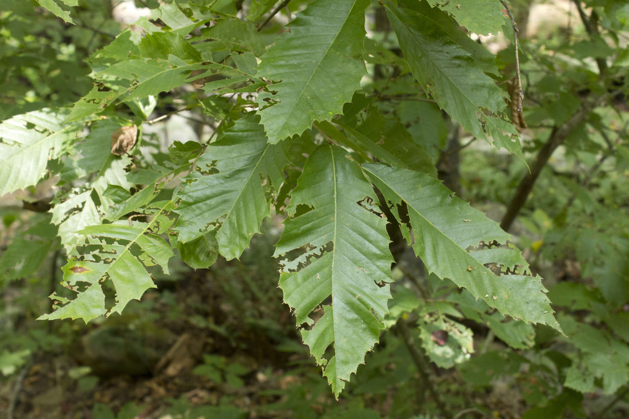 Castanea ozarkensis Ashe的圖片