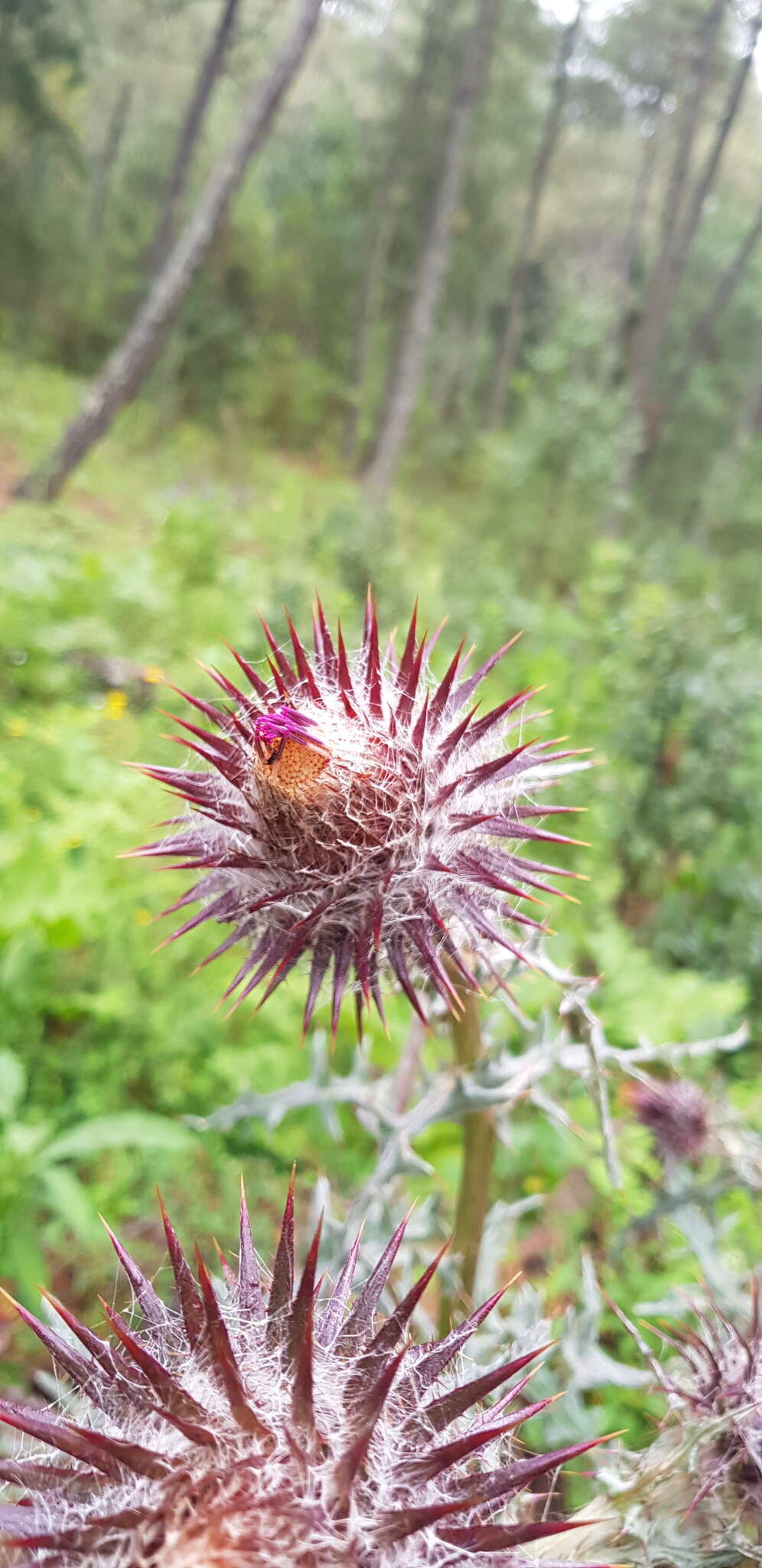 Image of <i>Cirsium oaxacanum</i>