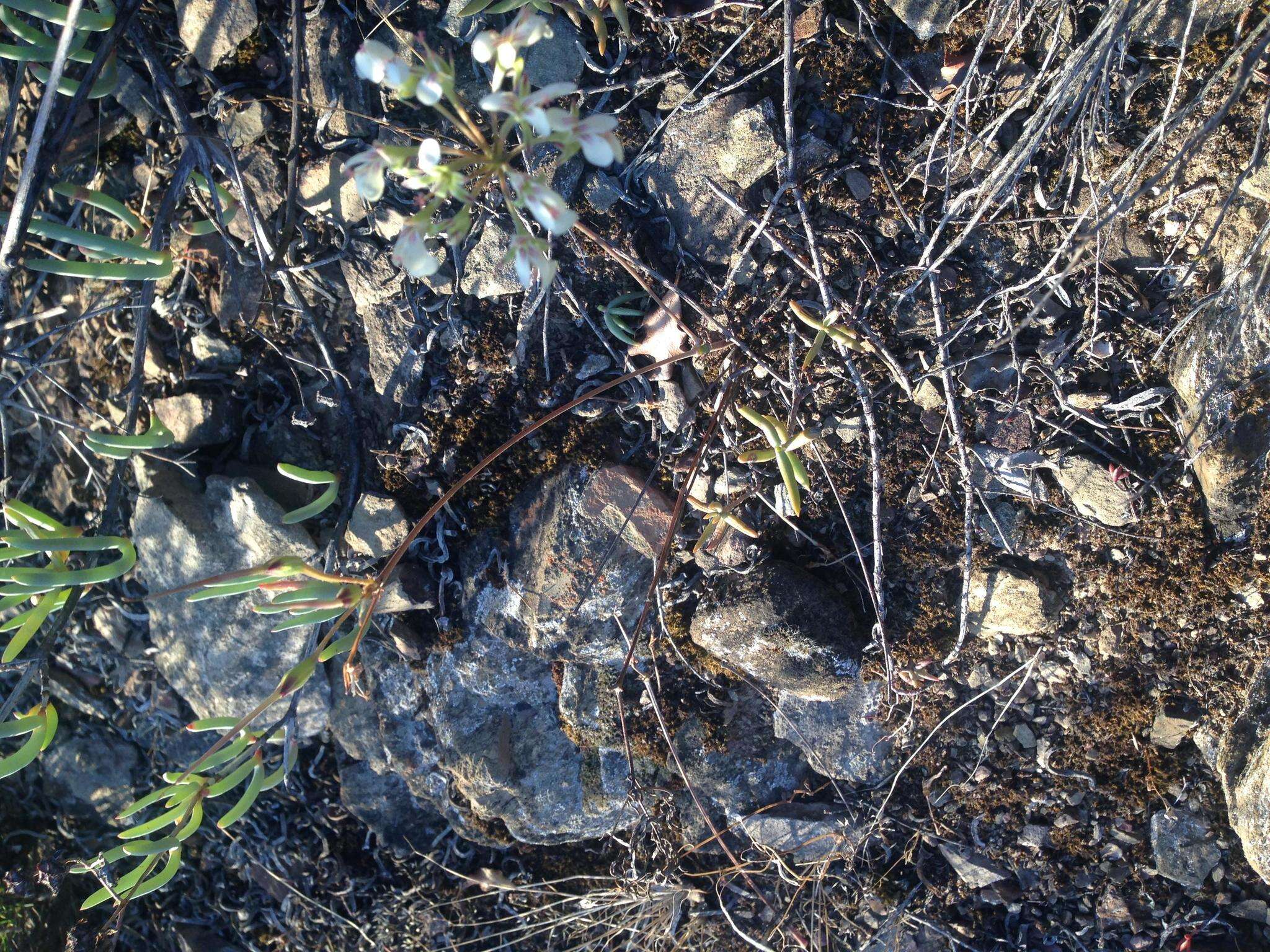 Image of Pelargonium luteolum N. E. Brown