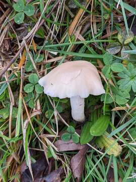 Image of Hygrocybe cereopallida (Clémençon) P. Roux & Eyssart. 2011