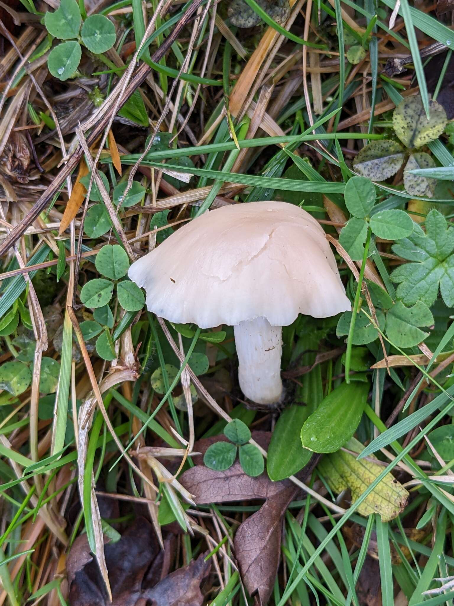 Image of Hygrocybe cereopallida (Clémençon) P. Roux & Eyssart. 2011