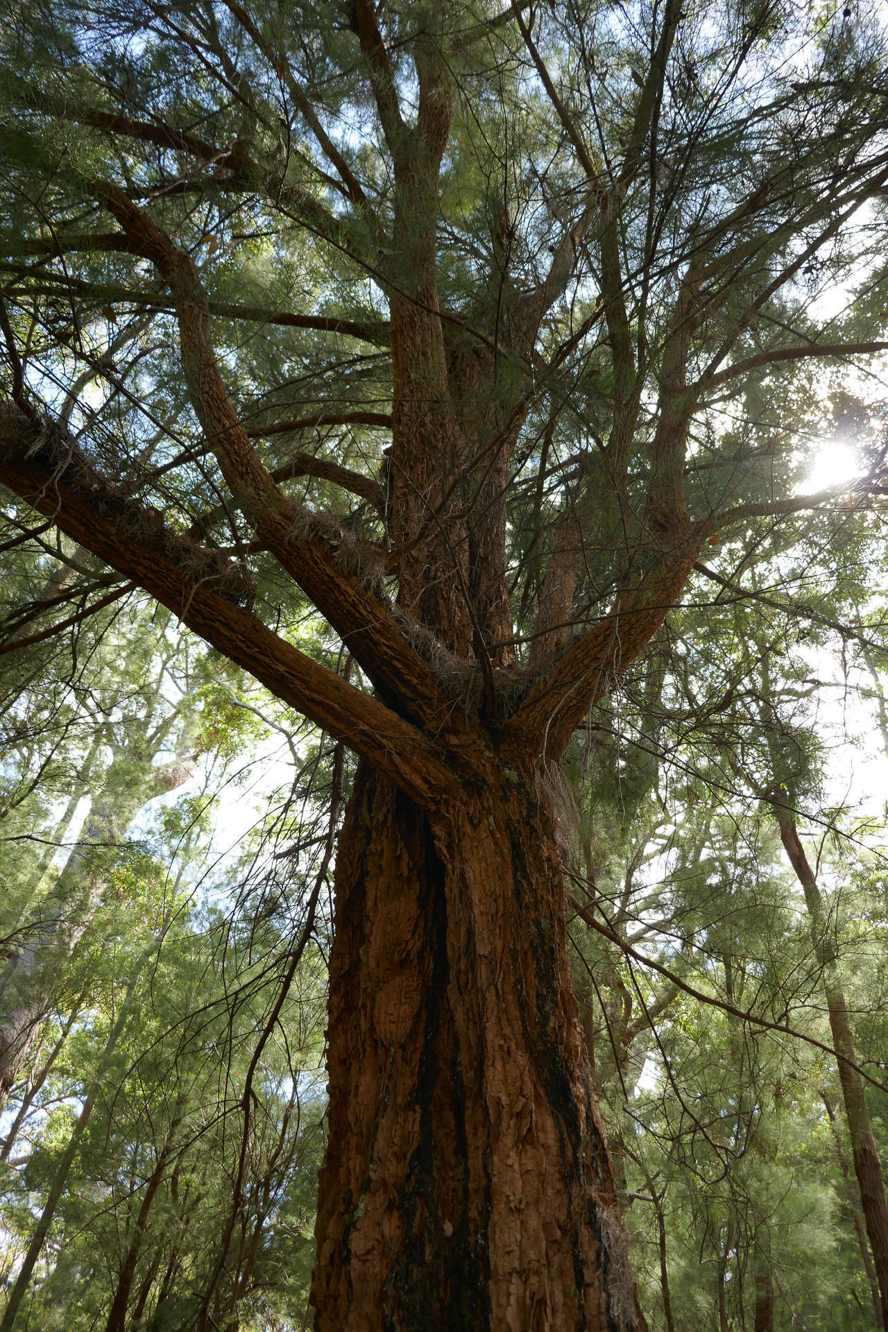 Image of Allocasuarina decussata (Benth.) L. A. S. Johnson