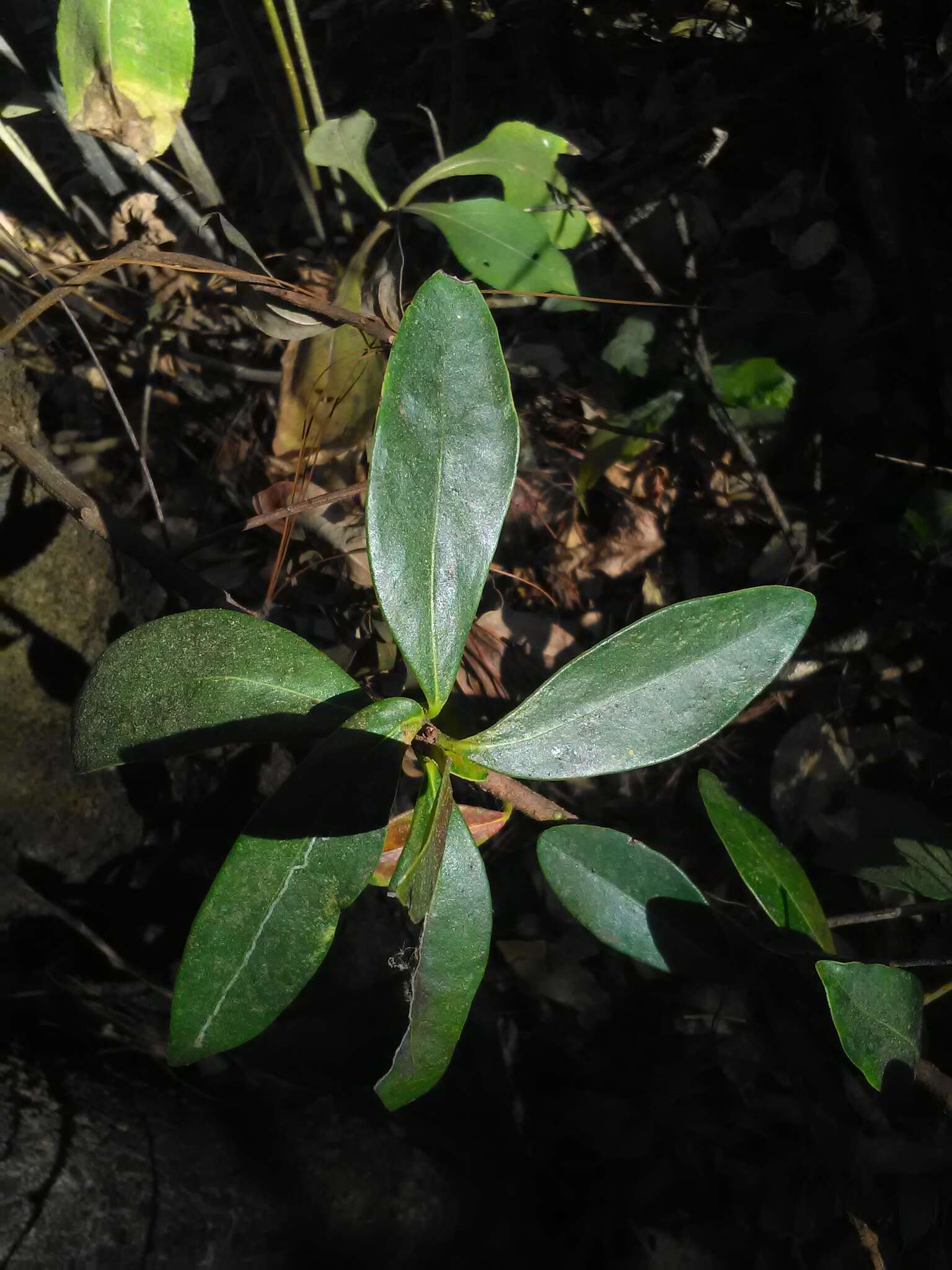 Image of Ternstroemia lineata DC.