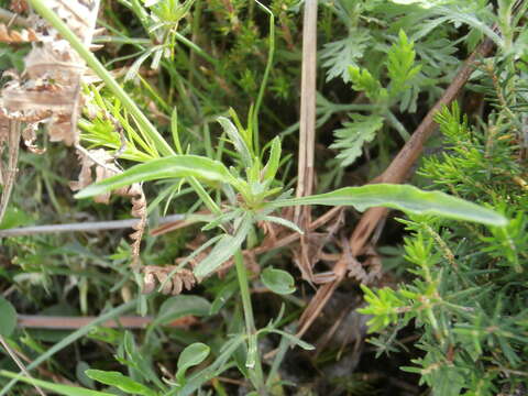 Image of Viola aethnensis Parl.