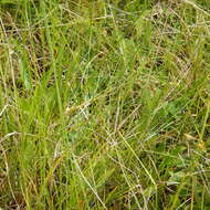 Image of meadow sedge