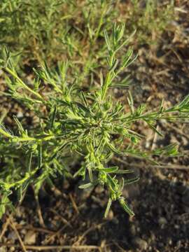 Image of stink aster