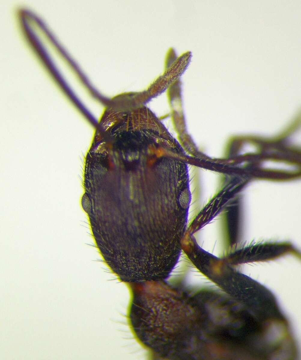 Image of Aphaenogaster simonellii Emery 1894