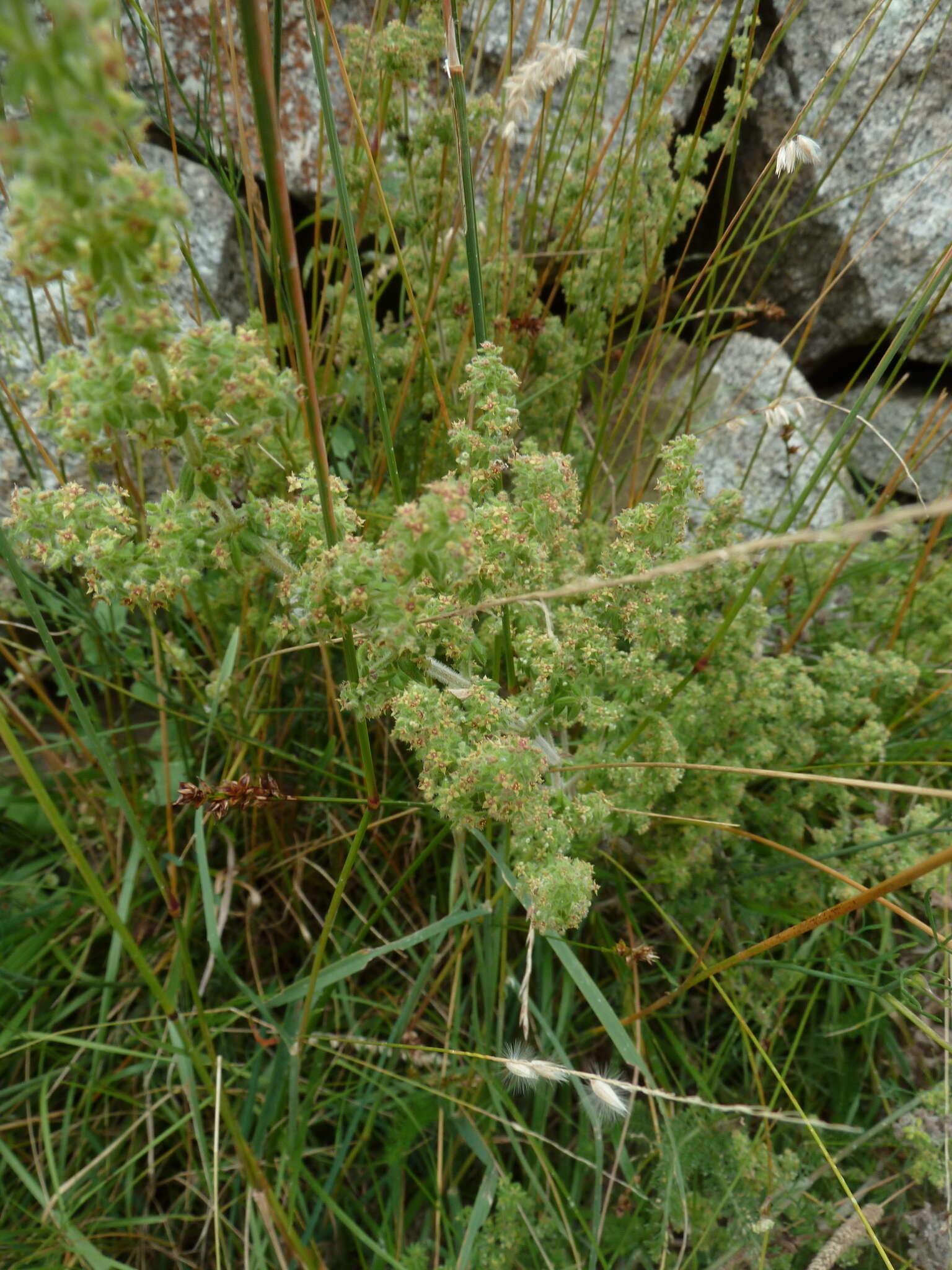 Image of Galium maritimum L.