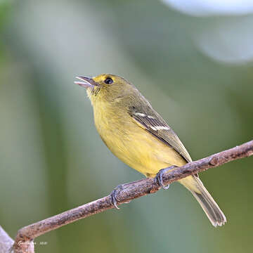 Imagem de Vireo pallens Salvin 1863