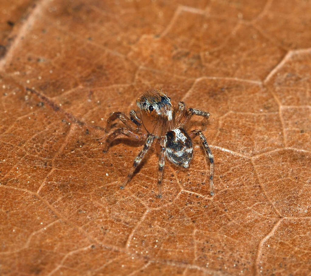 Image of Naphrys xerophila (Richman 1981)