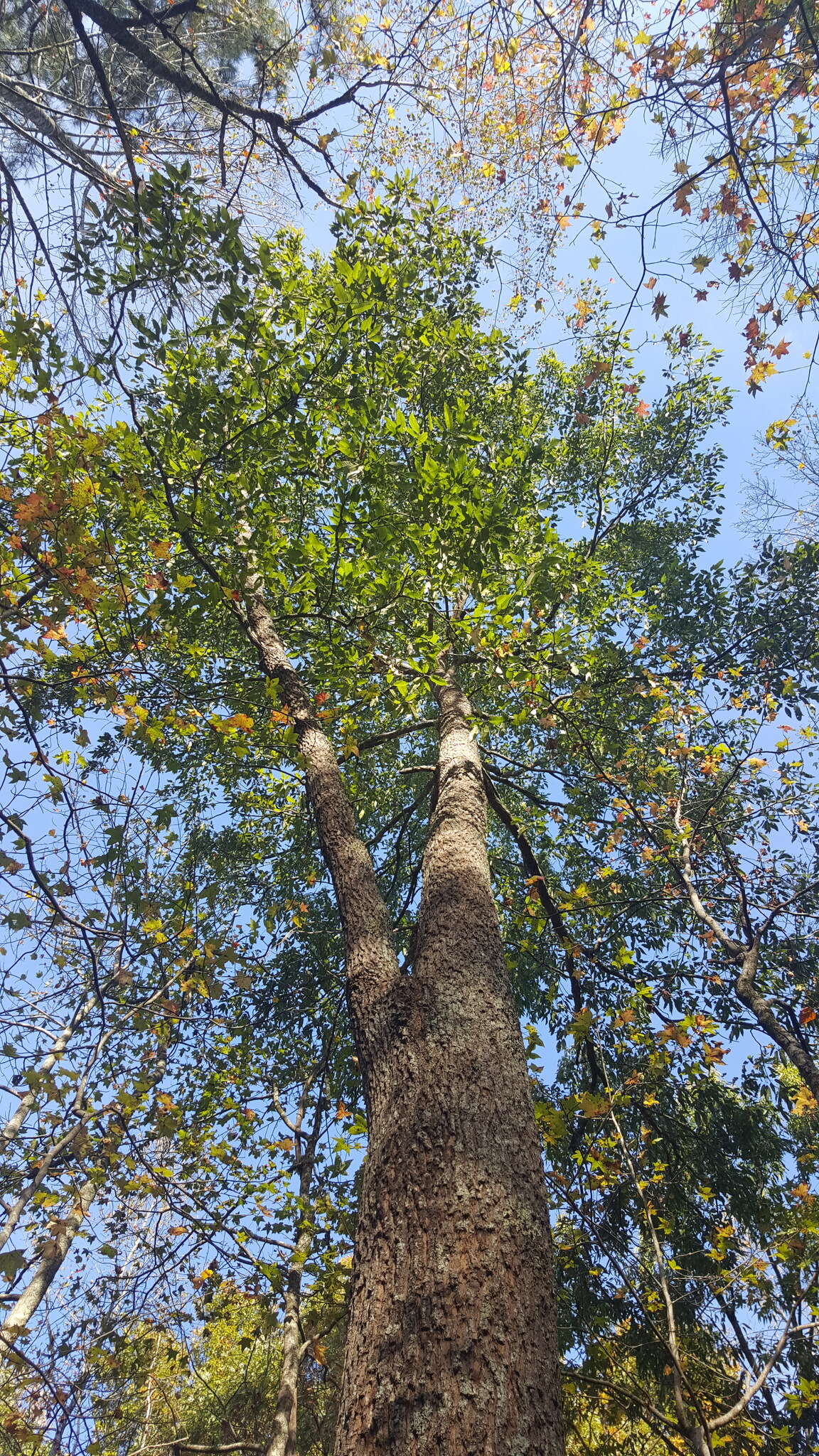 Image de Quercus acutissima Carruth.