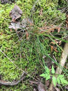 Plancia ëd Festuca occidentalis Hook.