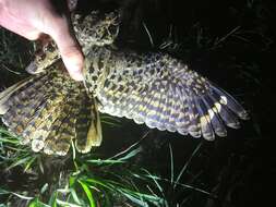 Image of Natal Nightjar