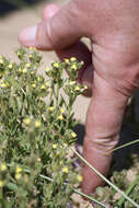 Plancia ëd Linaria arenaria DC.