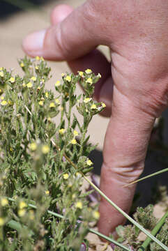 Image of Linaria arenaria DC.