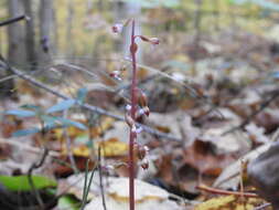 Image de Corallorhiza odontorhiza var. pringlei (Greenm.) Freudenst.