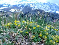 Image de Potentilla elegans Cham. & Schltdl.