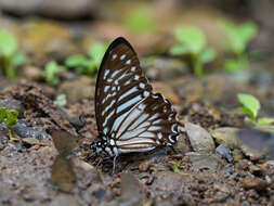 Graphium macareus (Godart 1819) resmi