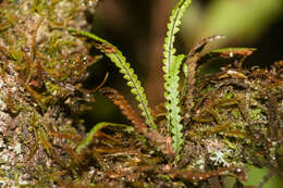 Image of Safford's lellingeria