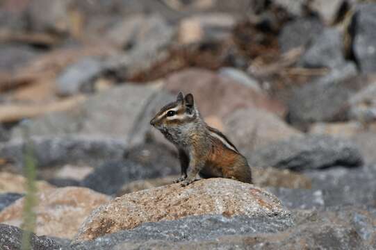 Image of Gray-collared Chipmunk