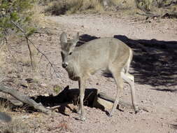 Image of Odocoileus virginianus carminis Goldman & Kellog 1940