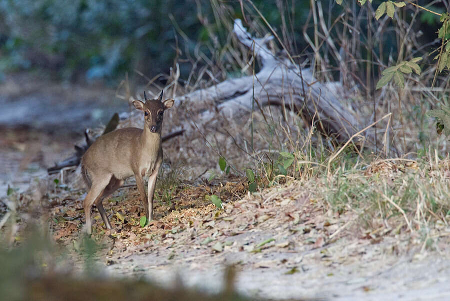 Image of Maxwell's Duiker