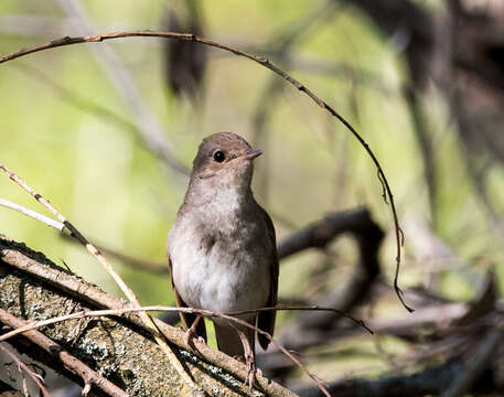 Image of Thrush Nightingale