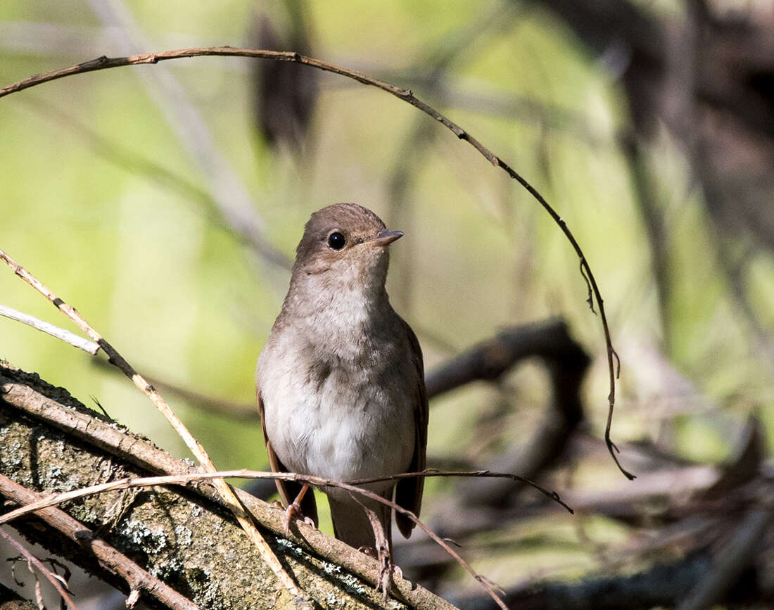 Image of Thrush Nightingale