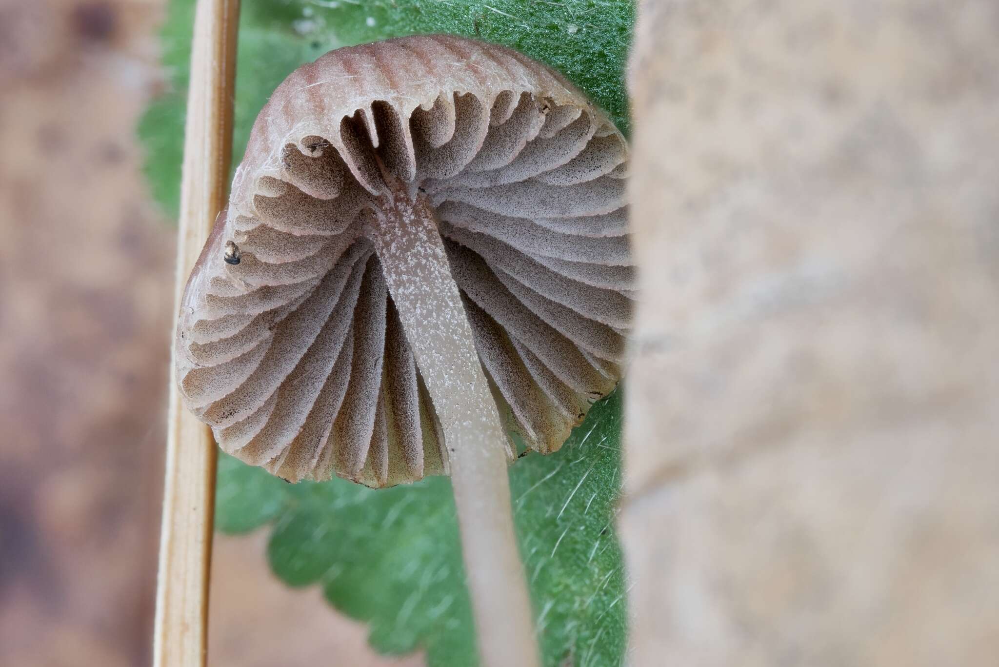 Image of Psathyrella orbitarum (Romagn.) M. M. Moser 1967