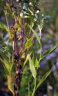 Image of false Indian plantain