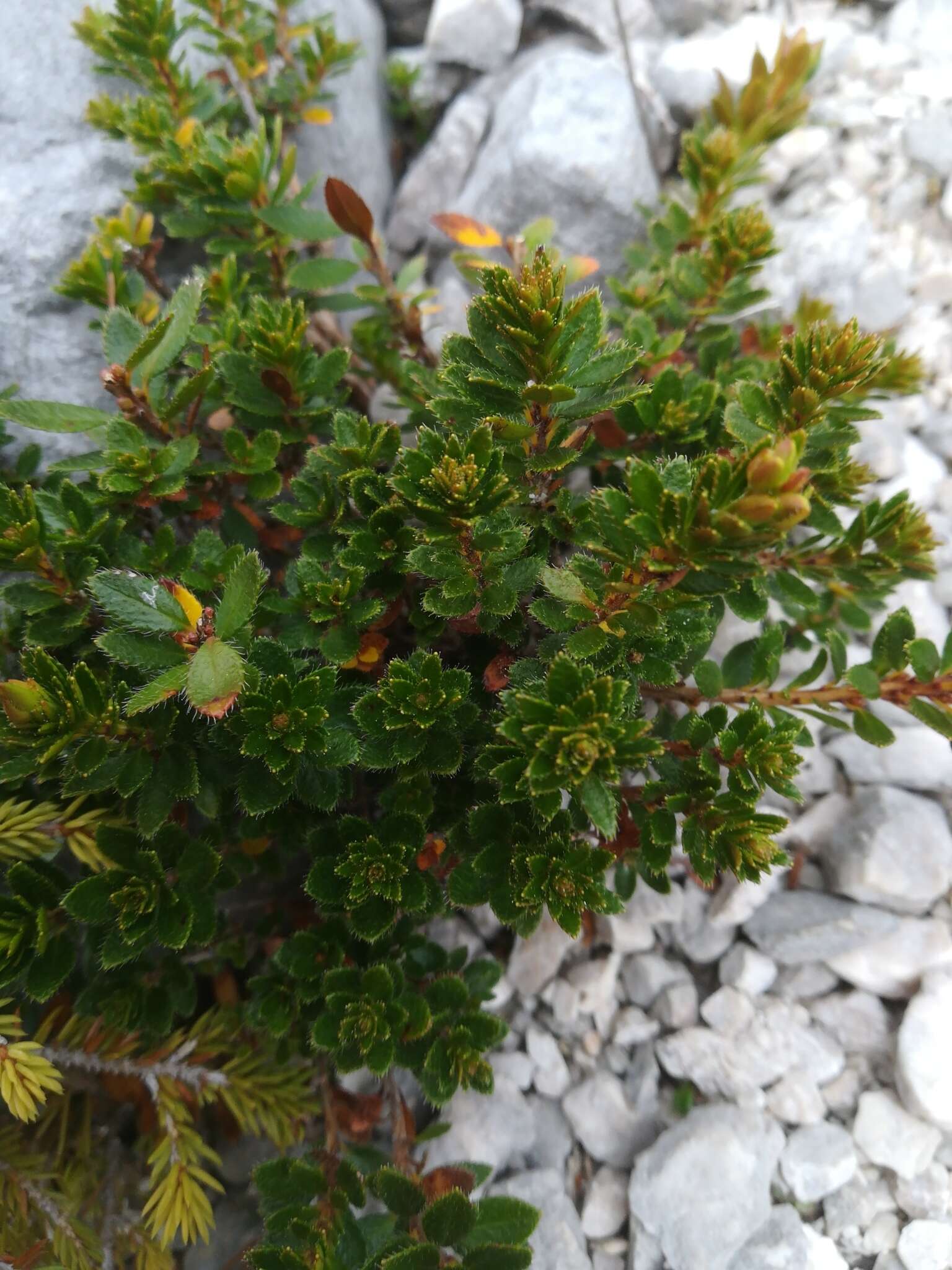 Image of Hairy Alpenrose