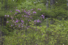 Image of Rhododendron mucronulatum subsp. sichotense (Pojark.) A. Khokhr.