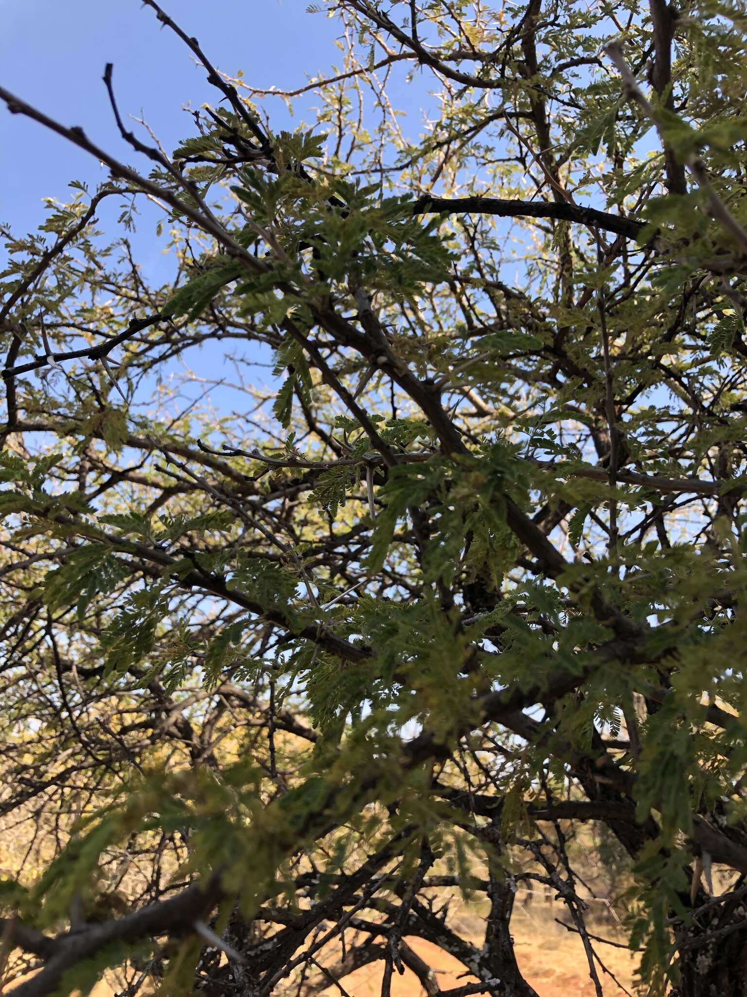 Image of Vachellia nilotica subsp. kraussiana (Benth.) Kyal. & Boatwr.