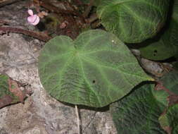 Image of Begonia chongzuoensis Yan Liu, S. M. Ku & C. I Peng