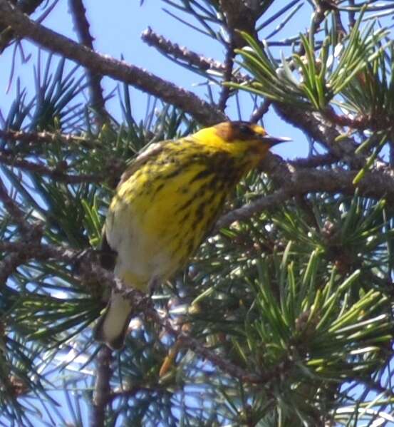 Image of Cape May Warbler