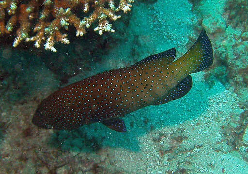 Image of Argus Grouper