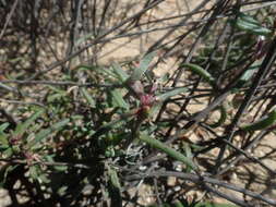 Image of Mesembryanthemum grossum (Soland.)